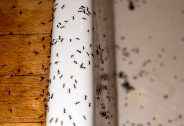 Flea Control Services in Centerburg, OH